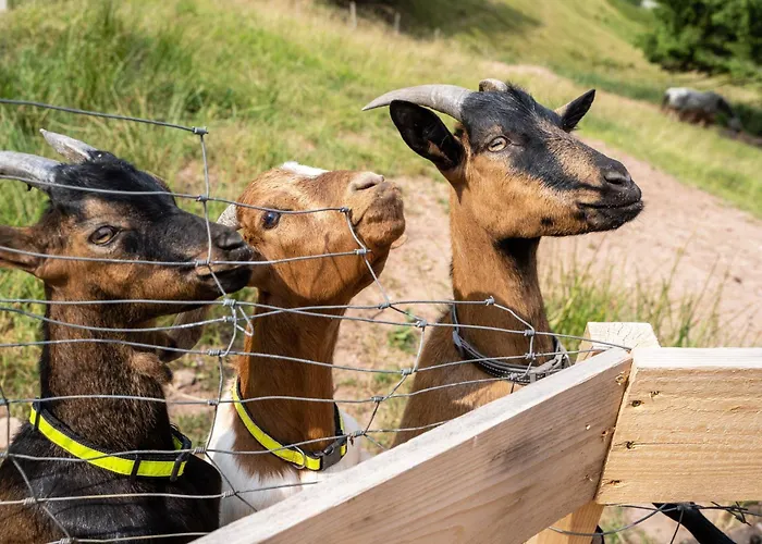 Διαμέρισμα Giessler *